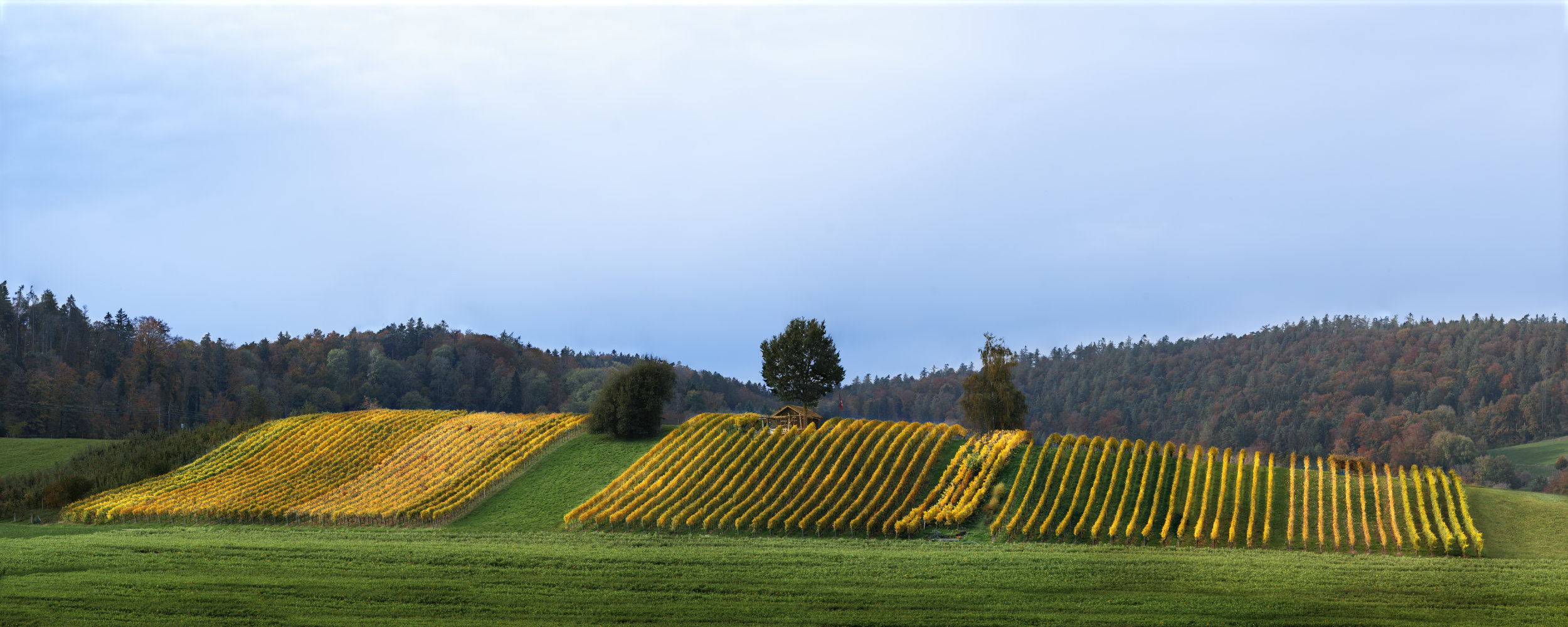 stadelgrappa, Traubenbrand, Wein, Rotwein, Weisswein, Grappa, Grappolino, Pinot Gris, Pinot Noir, Solaris, Riesling Silvaner, Fass